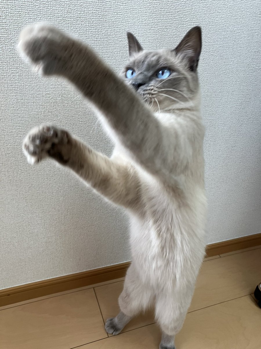 t_a_n_u_chan's tweet image. おはよー
来週からテレワーク始まるから一緒の時間増える💓