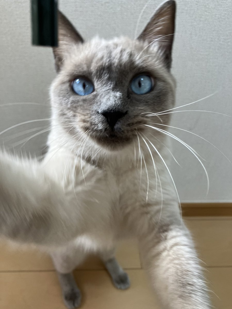 t_a_n_u_chan's tweet image. おはよー
来週からテレワーク始まるから一緒の時間増える💓