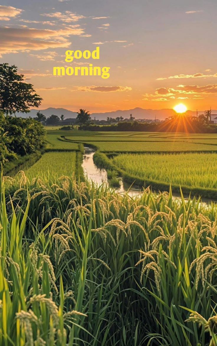 चमकता सूरज, खिलते फूल, ये बहारों का पैगाम है, आज का दिन आपको ढेर सारी खुशियां दे, यही मेरा सलाम है!! सुप्रभात वंदन 🌹 

Good Morning