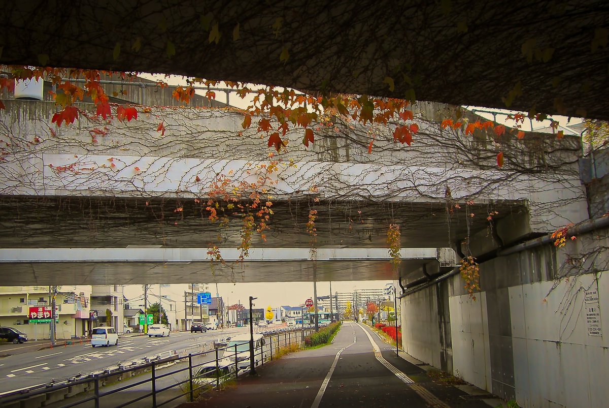 オールドコンデジで撮りました！

 #紅葉
 #夕焼け
 #オールドコンデジ
 #古き良き