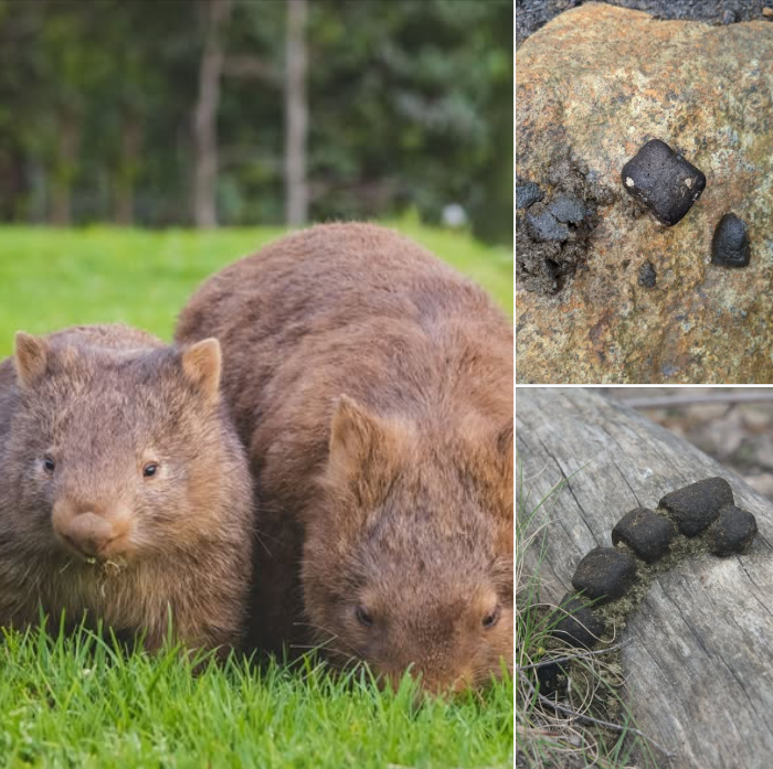 WomSAT's tweet photo. 💩 Peek-a-poo into wild #wombat number 2’s!
From #diet clues to #conservation insights, #scats left behind in #NSWParks tell incredible stories🐾
Check out #NSWNationalParks latest blog 👇
https://t.co/LKMPgM2tmp
Thanks for sharing and image credit: #NSWNationalParks💚 https://t.co/90QZDAF4GY