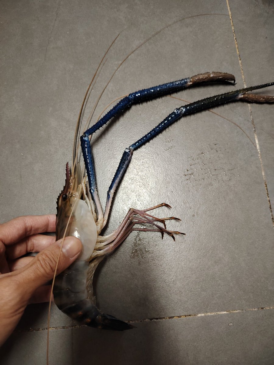 买了罗氏虾，39.8一斤