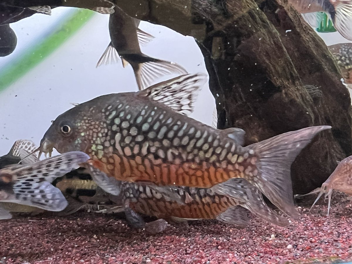 kimuraebinamazu's tweet image. コリドラスガラデテキタ😄
デカデカゲルイ！
まだ本気では無いものの、以前の写真(3枚目)と比べて調子が上がってきました😄
もっと柄出ろ〜😄
#コリドラス