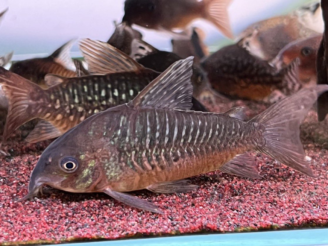 kimuraebinamazu's tweet image. コリドラスガラデテキタ😄
デカデカゲルイ！
まだ本気では無いものの、以前の写真(3枚目)と比べて調子が上がってきました😄
もっと柄出ろ〜😄
#コリドラス