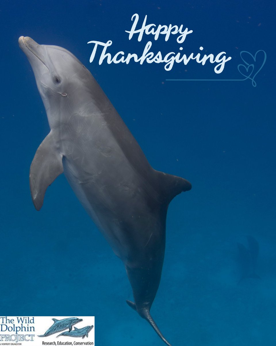Wild Dolphin Project tweet media