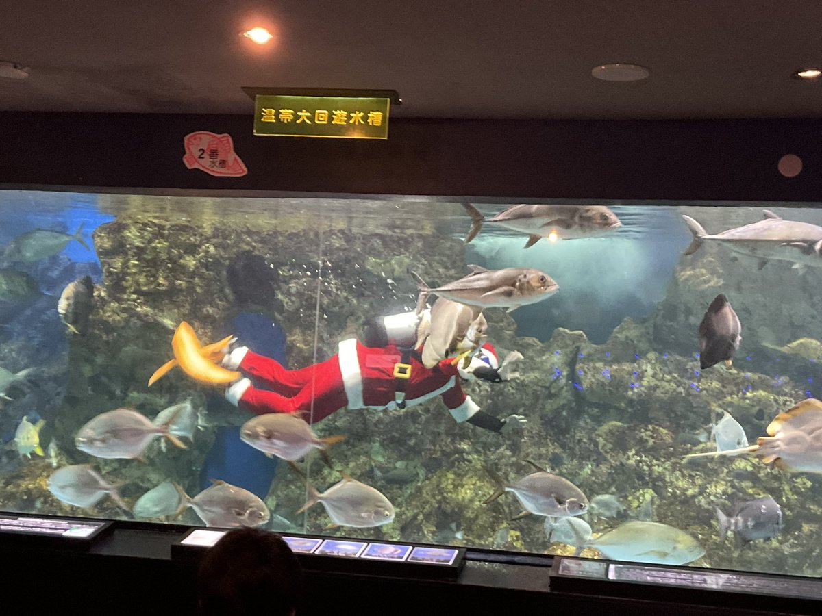 ＼サンタさん登場！／
本日より餌付けショーはサンタダイバーががんばります🎅🌟サンタさんに会いにきてね
餌付けショーの時間↓
10時15分／11時30分/13時30分/15時00分