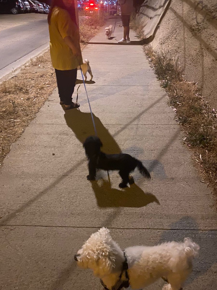 Los 4 regalones de paseó 😍❤️ Toby 😍 Sam 😍 Bruno y Loki 😍❤️🐕🐶