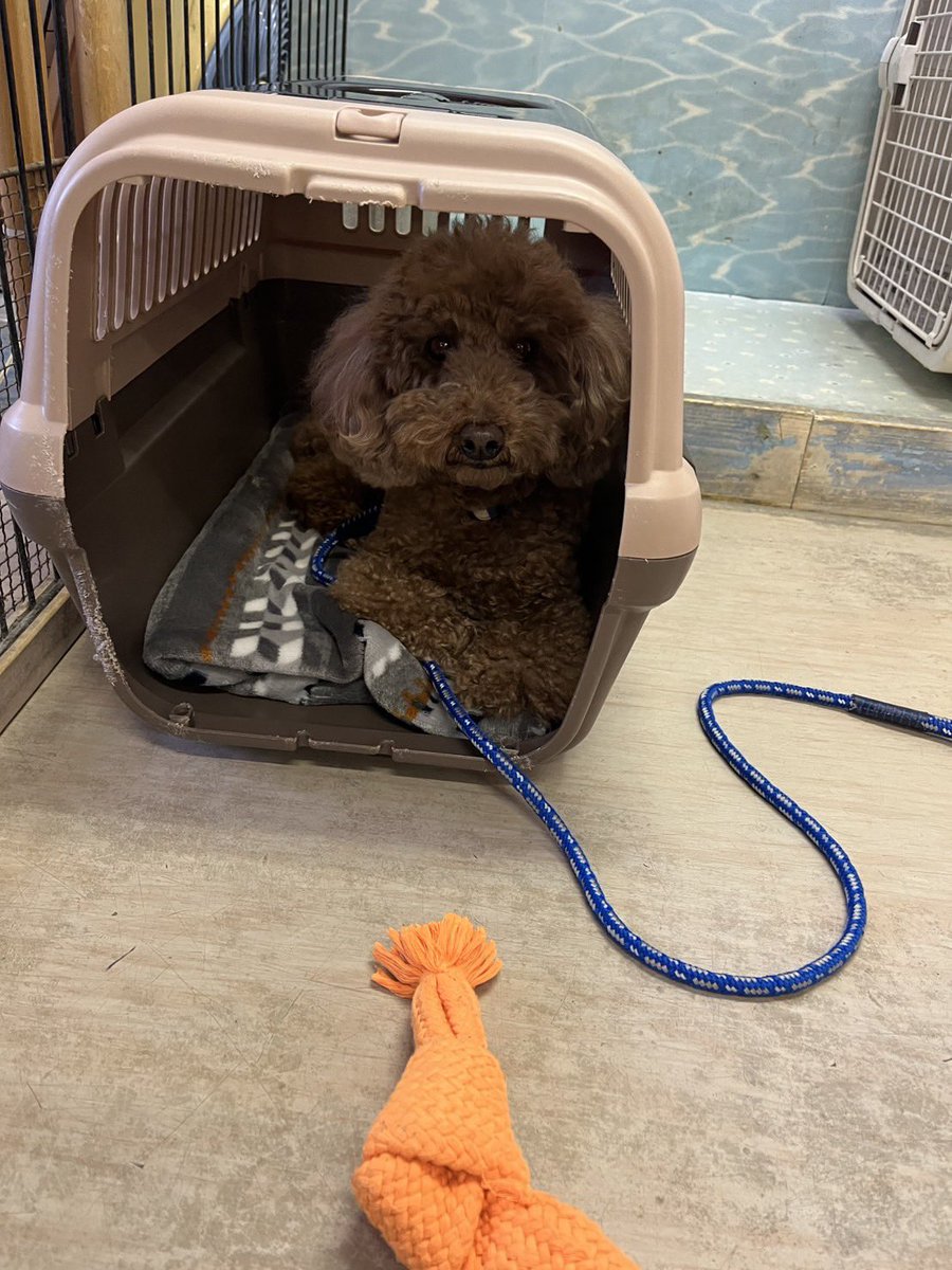 sasaki_inuneko's tweet image. 昨日、広島本部で保護した5歳のトイプードル♂です。
高齢の飼い主が亡くなって遺族も引き継ぐことができないとのことでした、、

ご自身が最後まで看取ることが出来ない可能性のある年齢から子犬を飼い始めるとこうなる事が多々あります。…