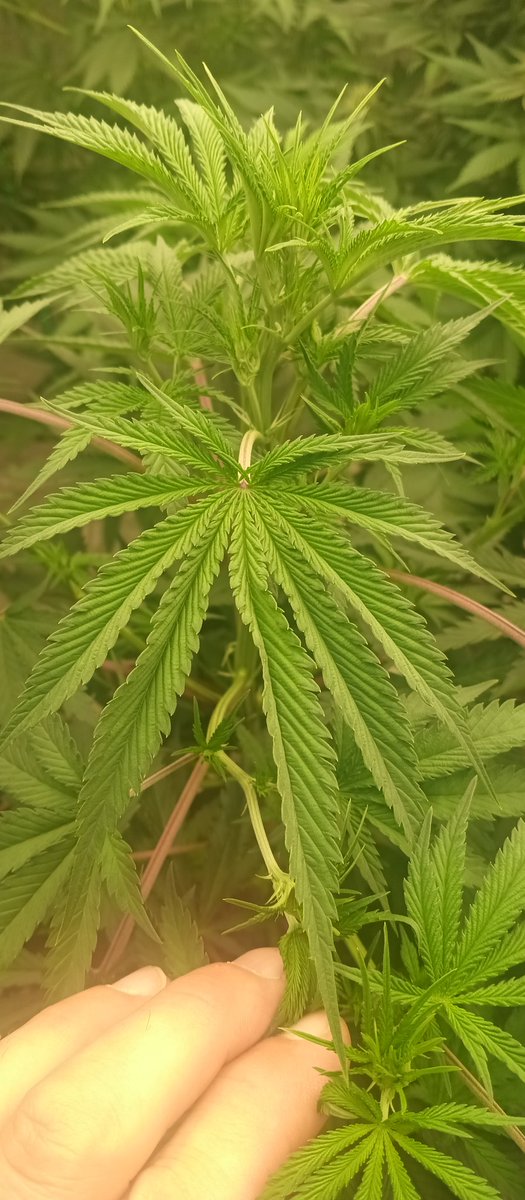 MidGrow's tweet image. Lots of fingers on this lady... Headbanger99 💥💨💨