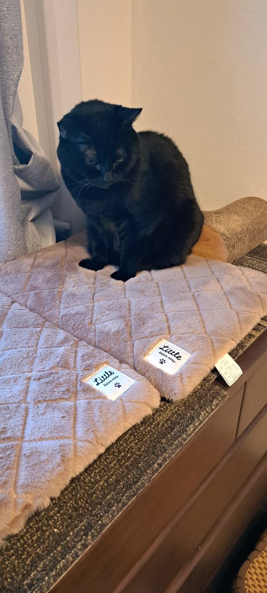 hydra_jo's tweet photo. にゃんずのお部屋も冬支度(*´ー｀*)
モフモフマットすぐお気に入り！
#猫のいる暮らし #ねこのいる幸せ https://t.co/5SDiN17my7