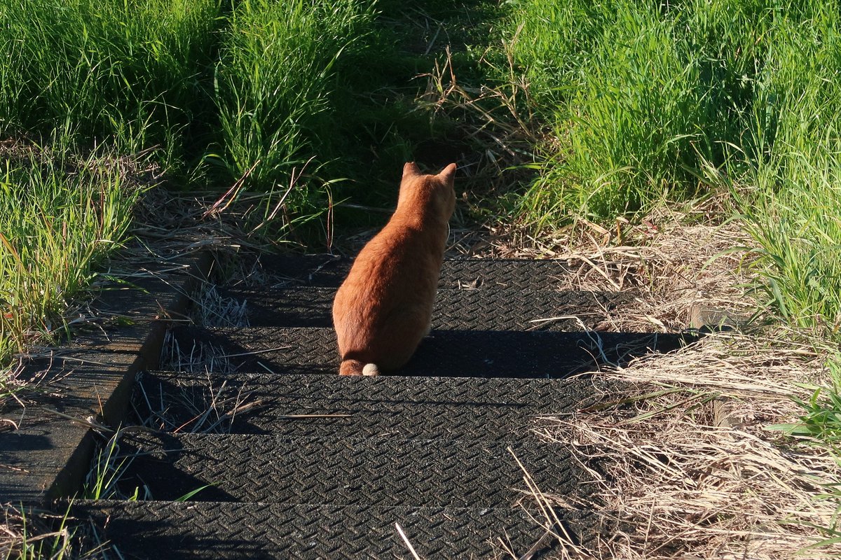 MIU_no_Papa's tweet image. 日向ぼっこ ４つ　(^o^) 

#猫が好き 
#猫がすき 
#毎日が猫の日