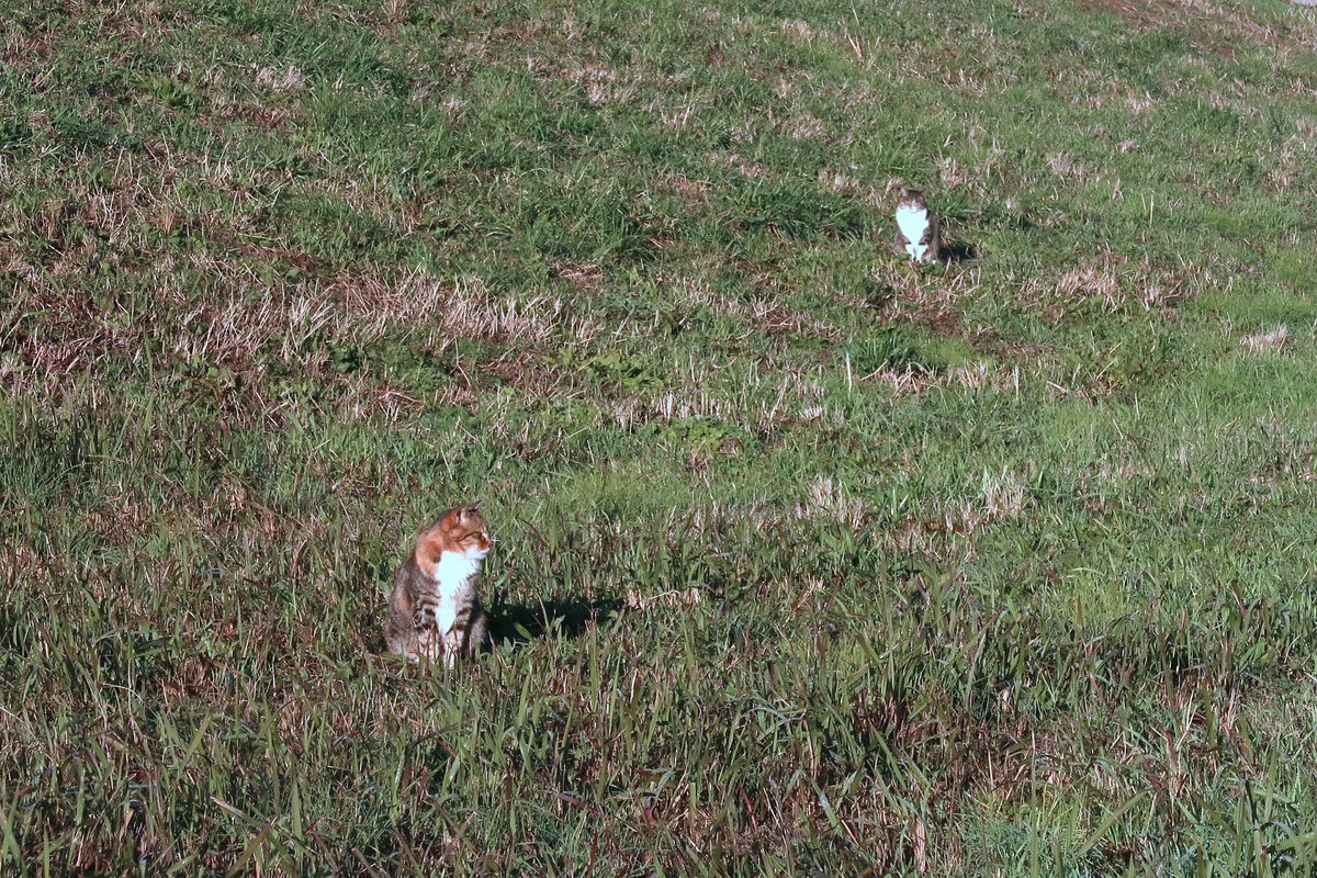 MIU_no_Papa's tweet image. 日向ぼっこ ４つ　(^o^) 

#猫が好き 
#猫がすき 
#毎日が猫の日