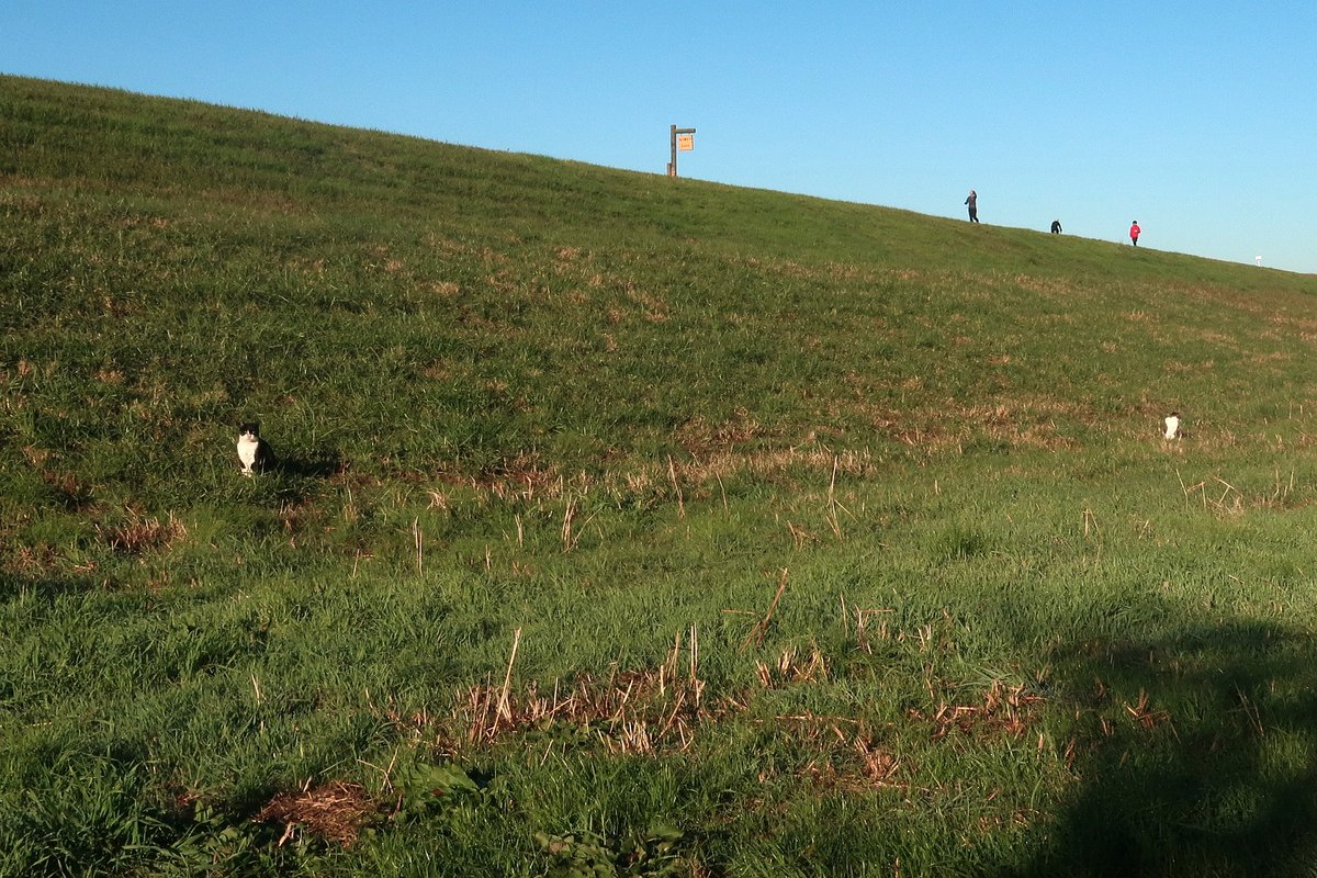 MIU_no_Papa's tweet image. 日向ぼっこ ４つ　(^o^) 

#猫が好き 
#猫がすき 
#毎日が猫の日