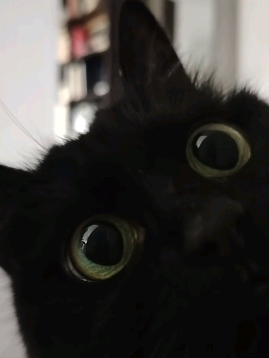 ShadowedStray's tweet image. 