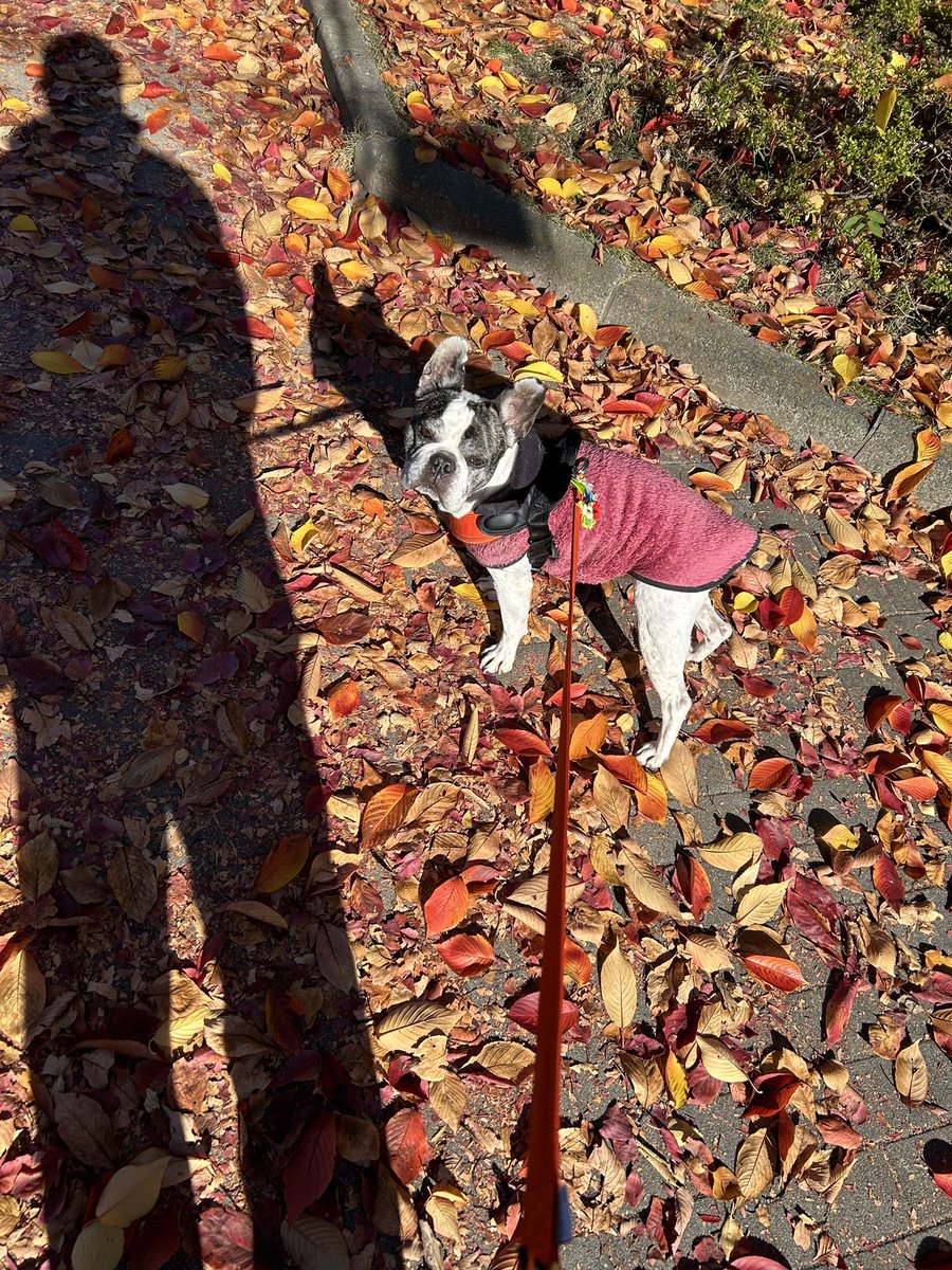 今日は長男を病院へ。インフルエンザの家庭内感染はなかなか止まりませんね。皆さんもお気を付けて。おはようございます。