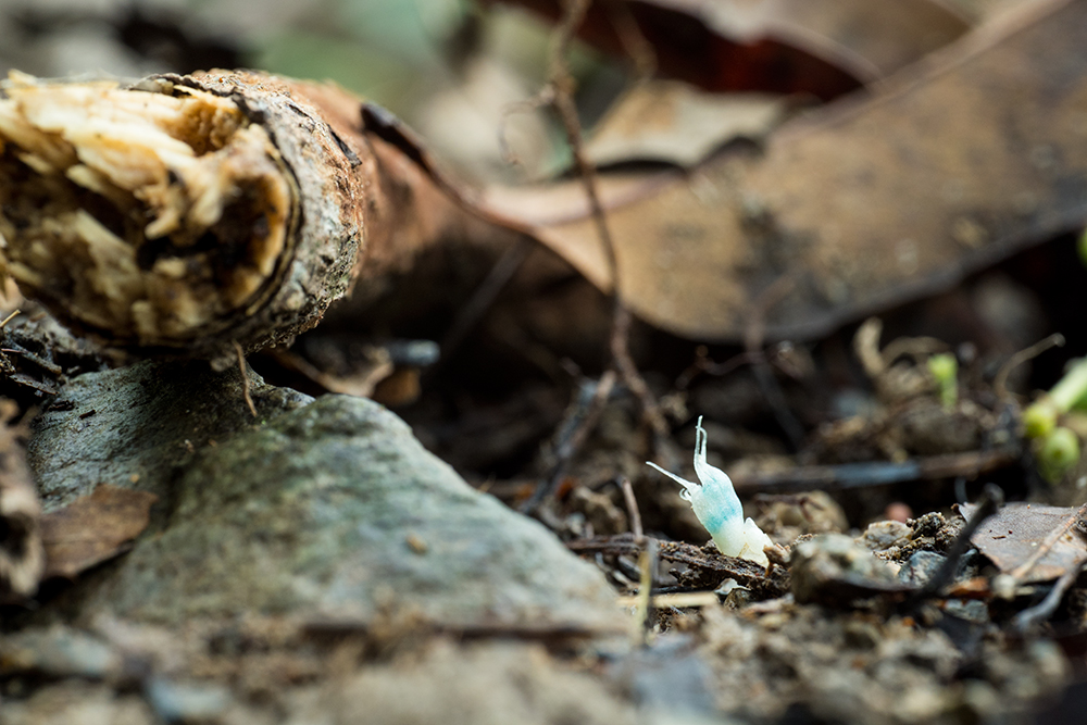 yasudamam's tweet image. うれしかったのが見せてもらったホシザキシャクジョウ。自力で見つけられる気がしません……。