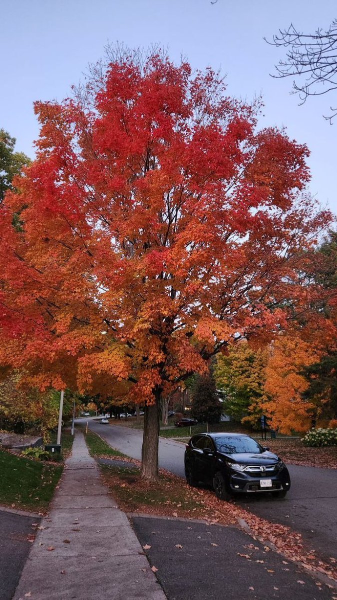 lebasque47's tweet image. Cozy air 🍂