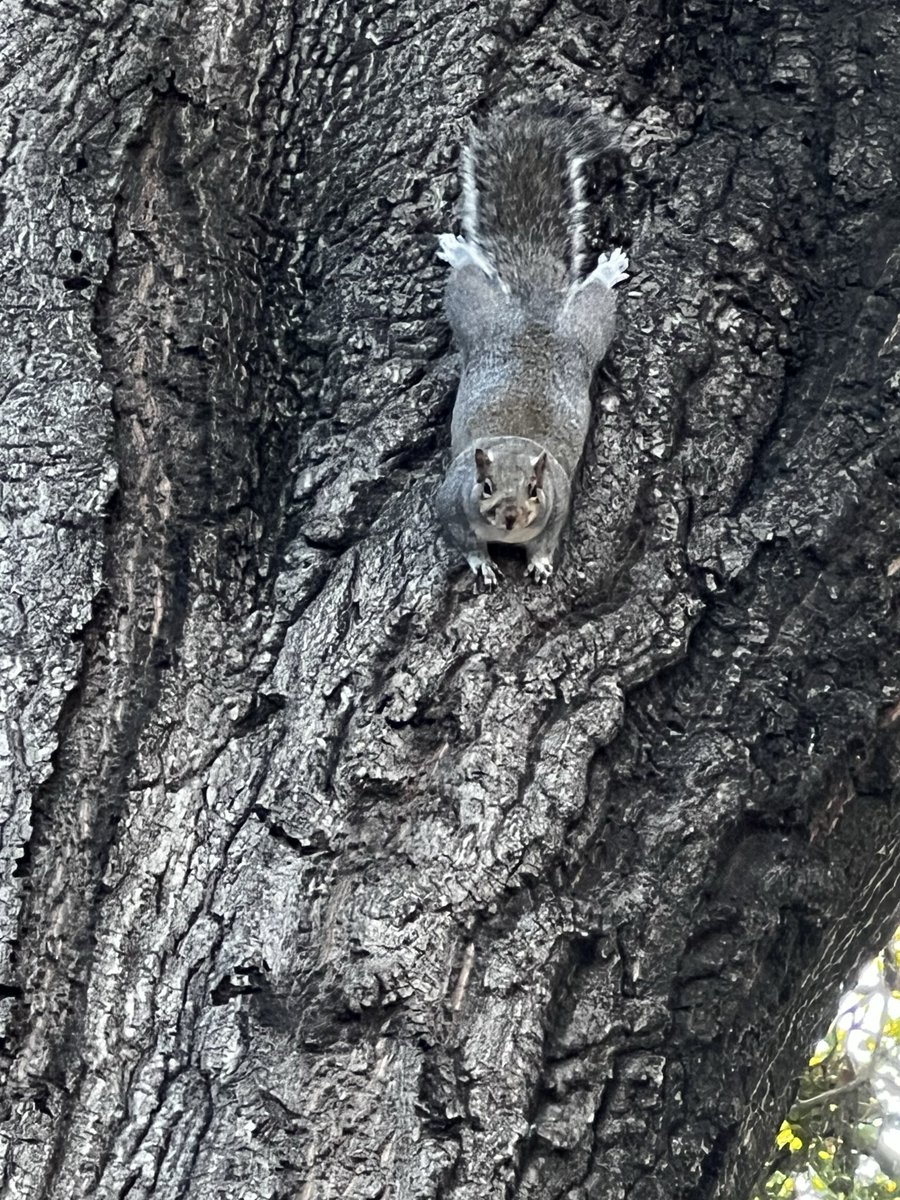 GrokItToMe's tweet image. Having the feeling you're being watched, then turning around and finding this.