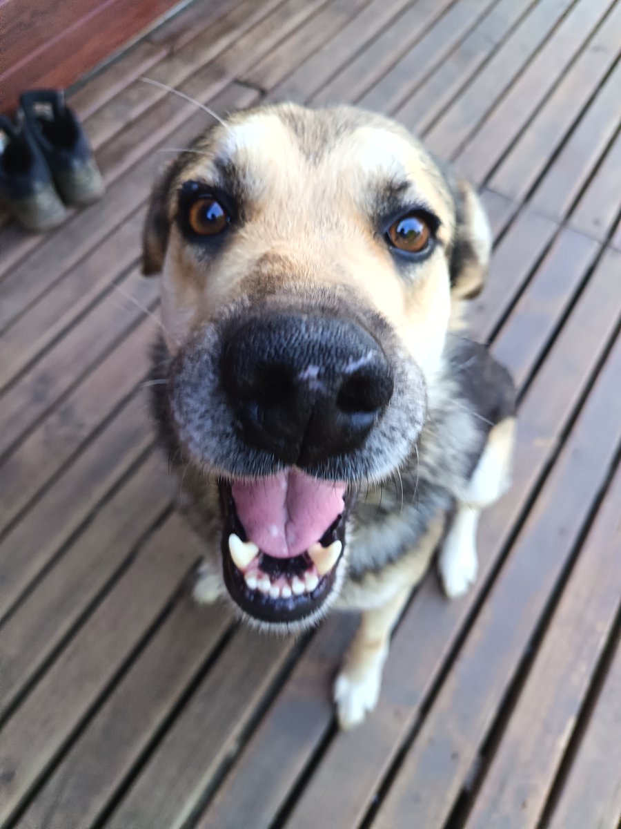 Amogus63065's tweet image. Look at my 6 years old puppy #pet #dog #pupp