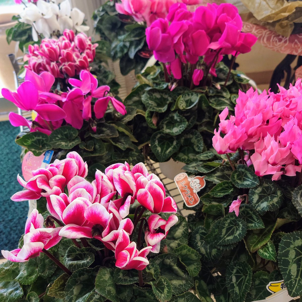 RSKbaraen's tweet image. RSKバラ園フラワーショップです！

シクラメンとハボタンが入荷しました🌿

ハボタンはお正月の寄せ植えにぴったり🎍
青系シクラメン「シクラメン ドラゴン」の苗も入荷！

ぜひお越しください✨

#RSKバラ園 #シクラメン #ハボタン