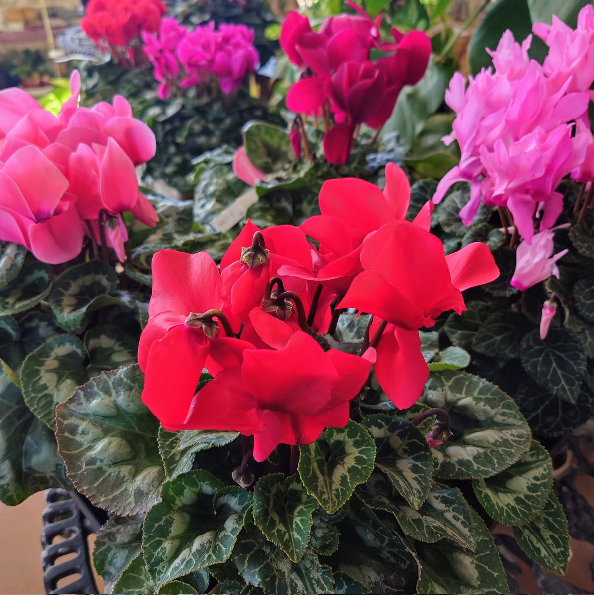 RSKbaraen's tweet image. RSKバラ園フラワーショップです！

シクラメンとハボタンが入荷しました🌿

ハボタンはお正月の寄せ植えにぴったり🎍
青系シクラメン「シクラメン ドラゴン」の苗も入荷！

ぜひお越しください✨

#RSKバラ園 #シクラメン #ハボタン