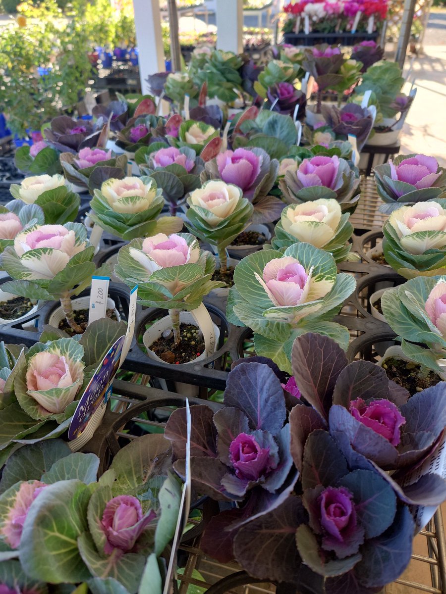 RSKbaraen's tweet image. RSKバラ園フラワーショップです！

シクラメンとハボタンが入荷しました🌿

ハボタンはお正月の寄せ植えにぴったり🎍
青系シクラメン「シクラメン ドラゴン」の苗も入荷！

ぜひお越しください✨

#RSKバラ園 #シクラメン #ハボタン