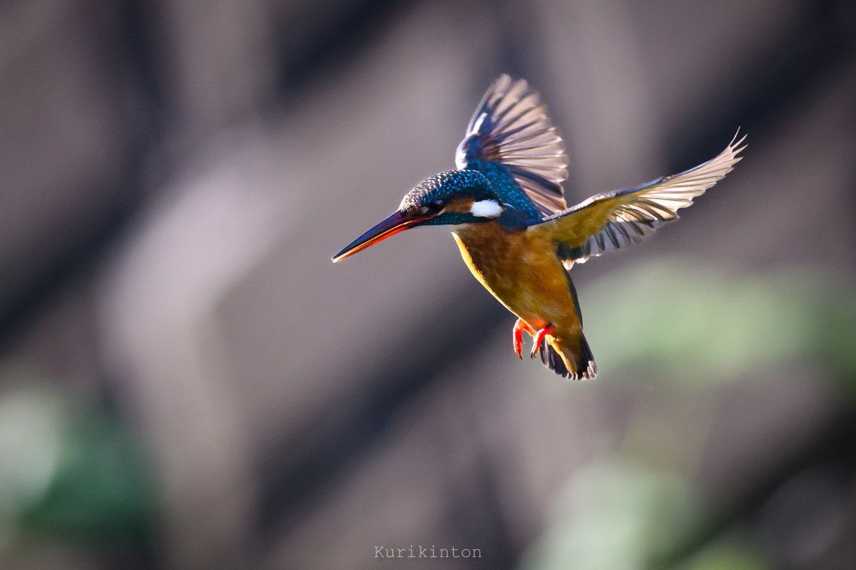 栗きんとん🌰 (@redzone178) / Posts / X