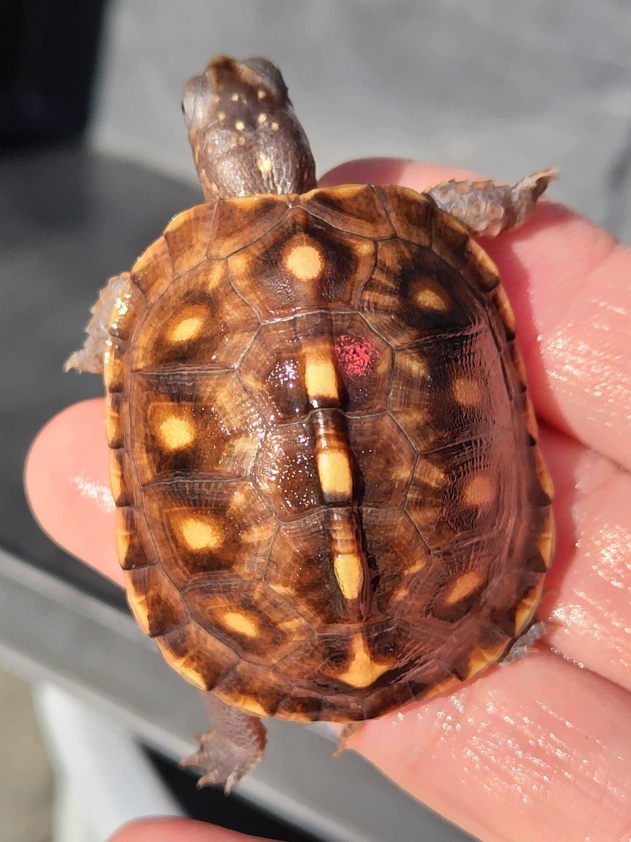 tito (@34_wgnc) / Posts / X