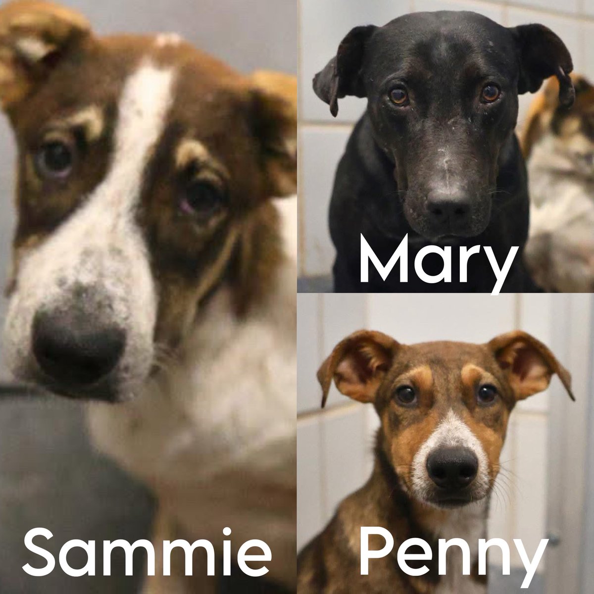 🆘 DOG MOM AND HER TWO 5 MTHS OLD BABIES &amp; ARE BEING KILLED TOMORROW 11.22 BY #SANANTONIO ACS #TEXAS‼️

MARY #A780114 
3yo, 59lb, hw test -, hw smear +

SAMMIE #A780119 F, 28lb

PENNY #A780120 F, 23 lbs

🚨Mucopurulent nasal discharge, coughing

#AdoptDontShop #Foster #Pledge