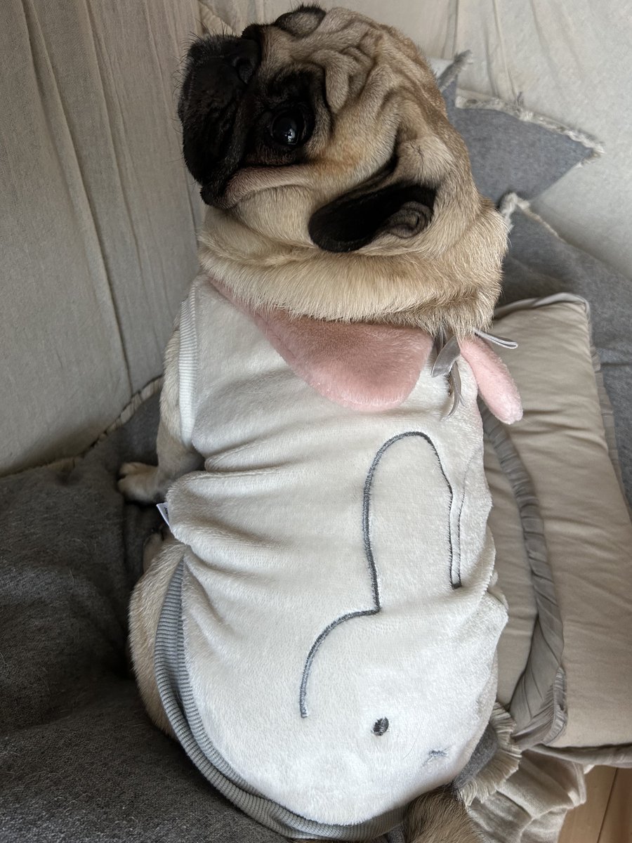 シャルル@パグ (@charlemagnepug) / Posts and Replies / X