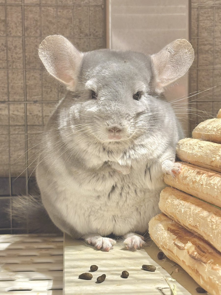 チンチラ 7E9AFC78-09EE-4F4C-9BB2-