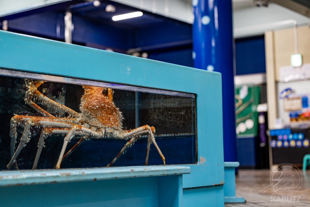 tan_sui_kabutz's tweet image. 愛知県めっちゃ水族館が充実しとる説