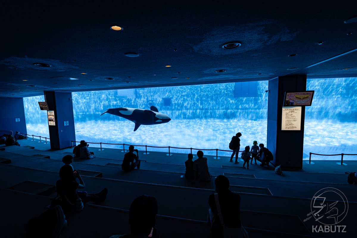 tan_sui_kabutz's tweet image. 愛知県めっちゃ水族館が充実しとる説
