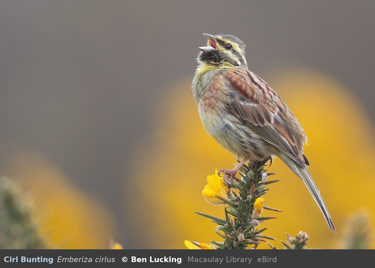 bird 53: cirl bunting

> found in: Europe, northwest Africa 
> habitat: heathland, woodland edge, farmland
> eats: small invertebrates, seeds
> status: least concern

photo by Ben Lucking