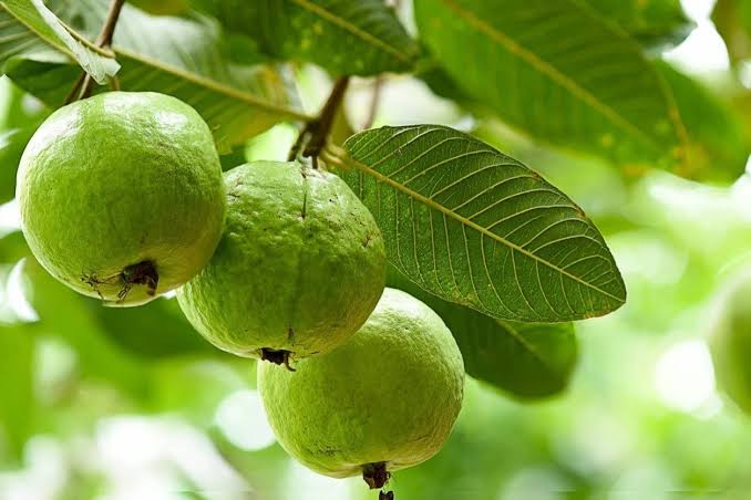 KamrajChalak's tweet image. Health Benefits of Guava
• Boosts immunity (Rich in Vitamin C)
• Improves digestion &amp;amp; helps in weight management
• Keeps skin healthy and glowing
• Good for diabetes and heart health
Eating fresh guava in the morning fills the body with energy and positivity 🍏
#GooglePixel
