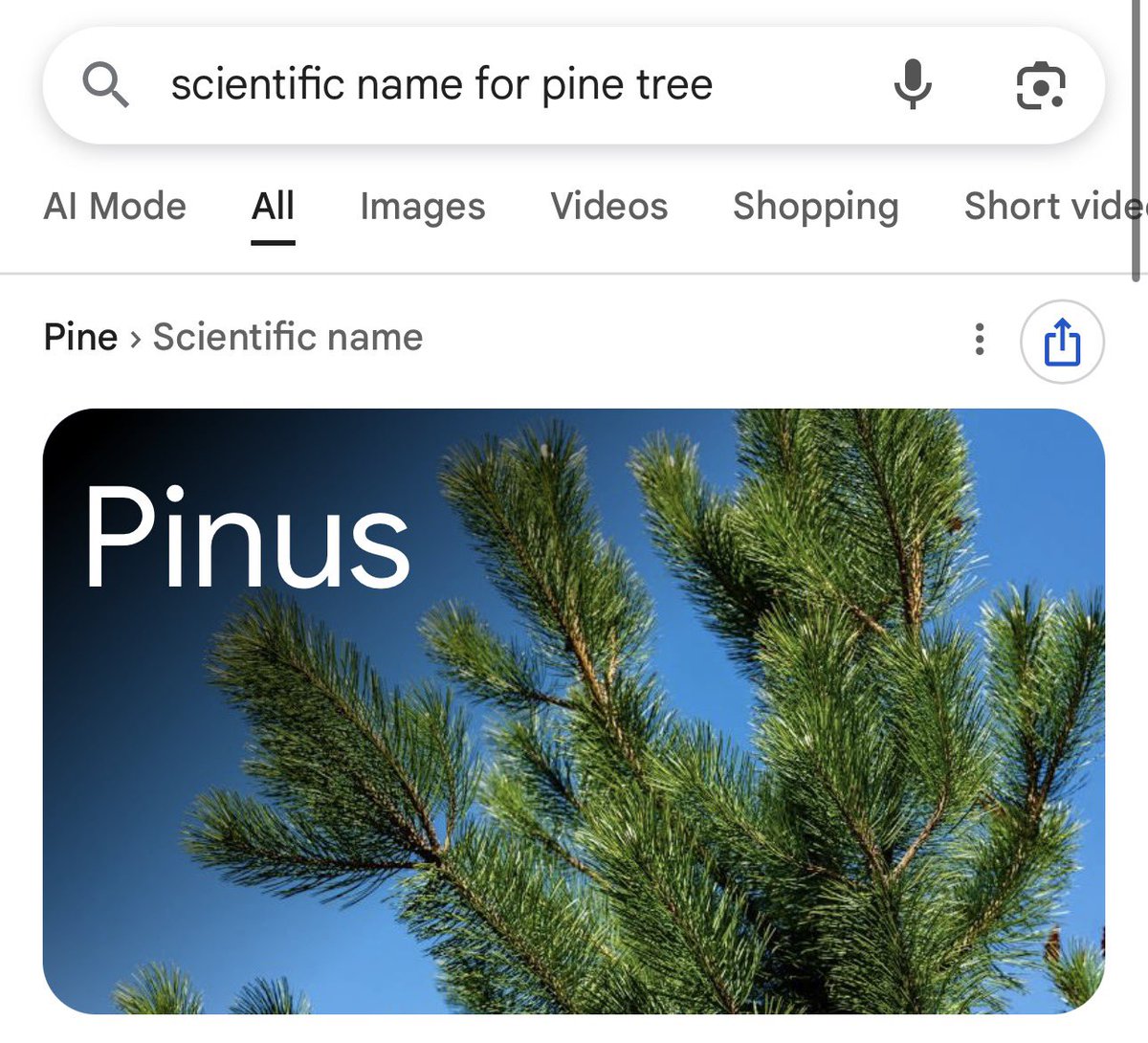 Hehehe… Pinus..