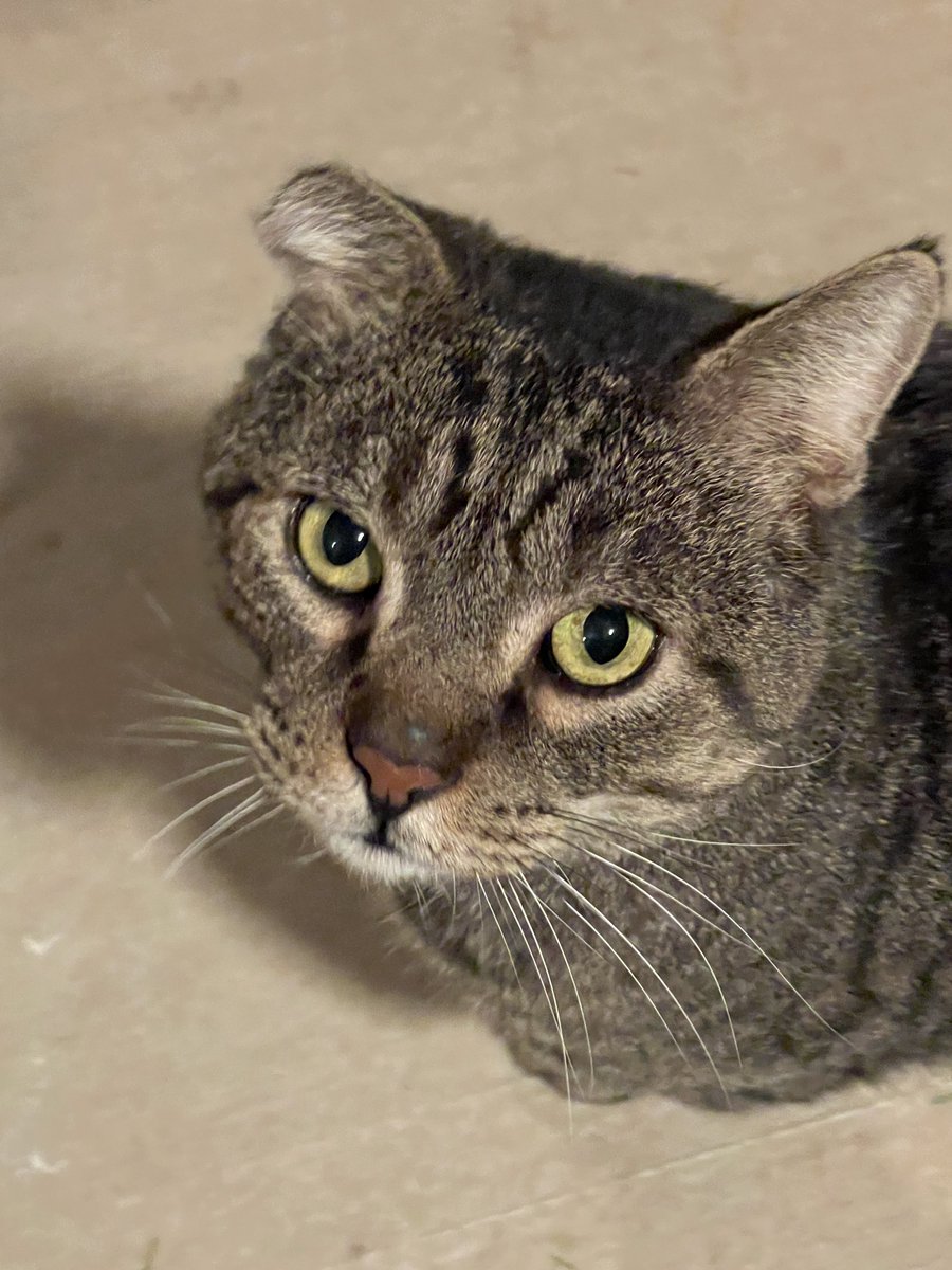 Bruiser still hasn’t come by!!!  😭😭😭😭😭😭

I walked the neighborhood looking for him today.  I’m searching all the lost and found cat sites in Las Vegas.  It’s possible a neighbor took him in or maybe he has an owner.  

I miss him!!!   💔.