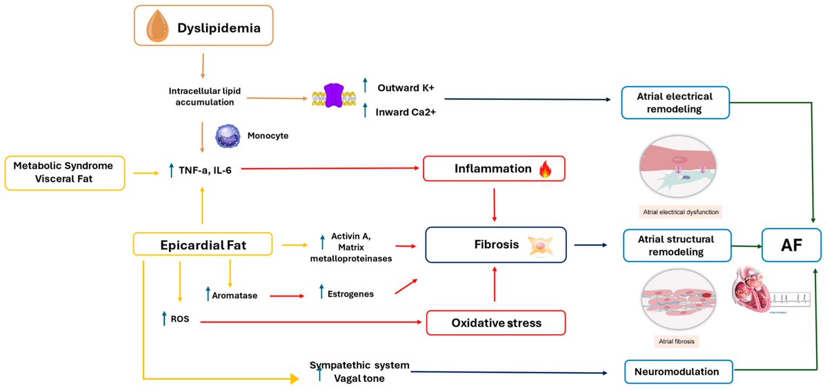 JCM_MDPI's tweet image. #mdpijcm
📢#Feature_Paper
✅ Citations 6
Serum Lipids, Inflammation, and the Risk of #AtrialFibrillation: Pathophysiological Links and Clinical Evidence
👉mdpi.com/3205156
@MediPharma_MDPI 
#Dyslipidemia #metabolicdisorder #CardiacElectrophysiology