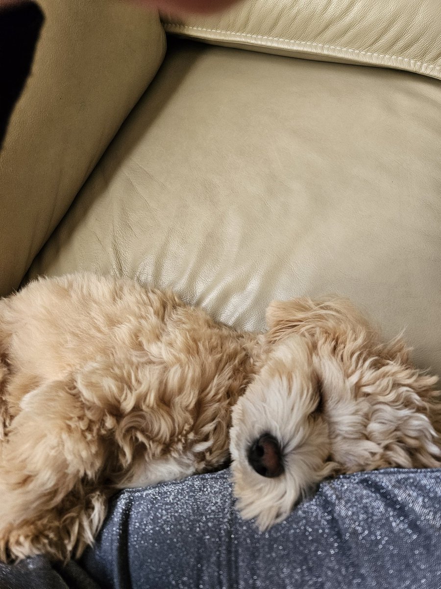 inu_kinumaro's tweet image. ぴっとりくっついてかわいい寝