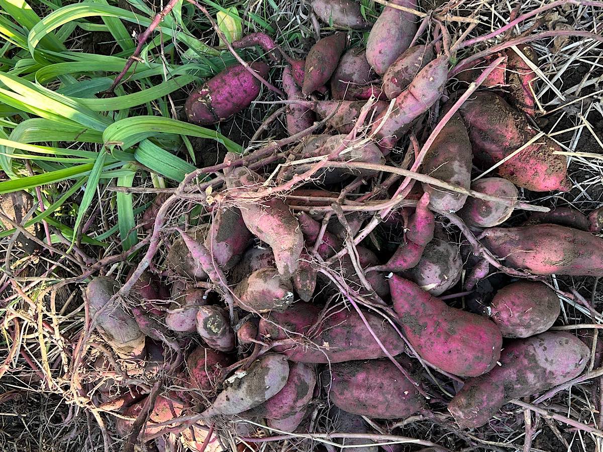 MyFunabashi's tweet image. 市民ボランティアの斉藤征昭さんが「青い鳥ホーム」の子たちとサツマイモ掘り　9年続いたイベントは今年で最後に myfuna.net/archives/townn… #いも掘り　#船橋市　#まいふな　#ボランティア　#青い鳥ホーム