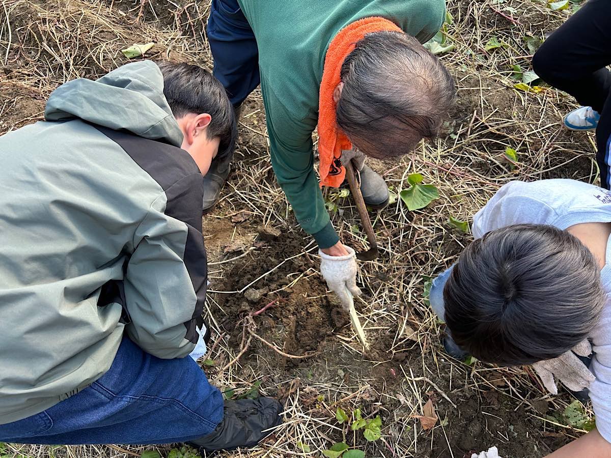 MyFunabashi's tweet image. 市民ボランティアの斉藤征昭さんが「青い鳥ホーム」の子たちとサツマイモ掘り　9年続いたイベントは今年で最後に myfuna.net/archives/townn… #いも掘り　#船橋市　#まいふな　#ボランティア　#青い鳥ホーム