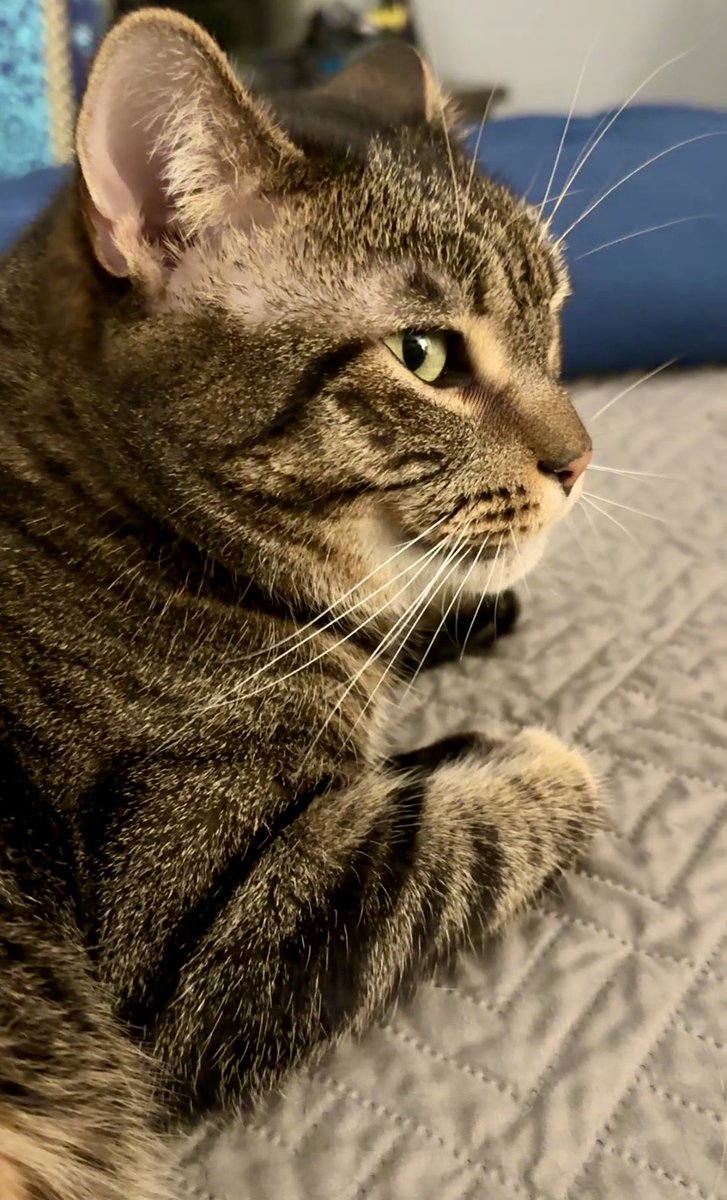 MissyBBBobtail's tweet image. Just thinking about how lucky I am to have a home and a family for the holidays and every other day.