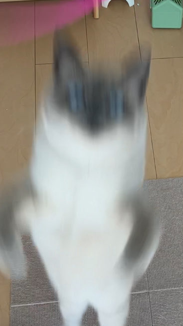 t_a_n_u_chan's tweet image. 残像たぬ🐱