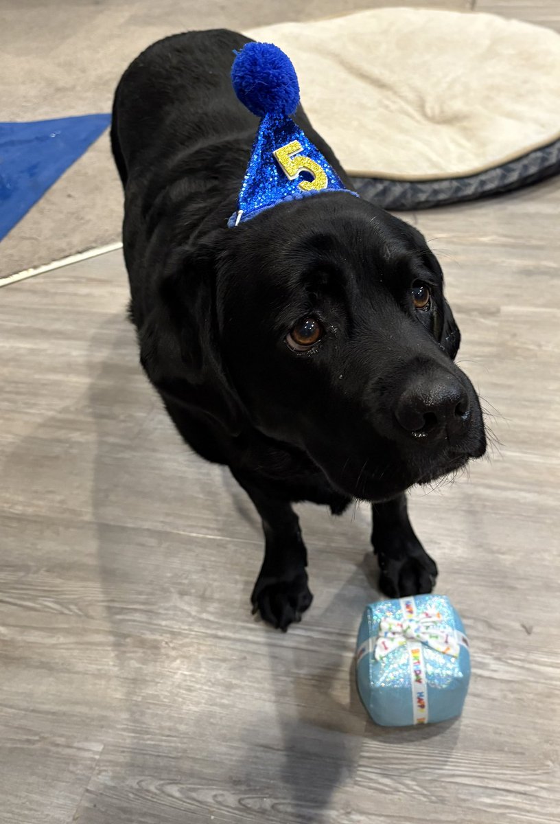 TMsAreFun's tweet image. Happy birthday to my Pawalegal Barry!