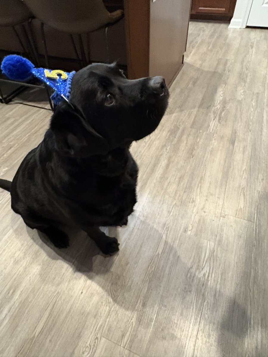 TMsAreFun's tweet image. Happy birthday to my Pawalegal Barry!