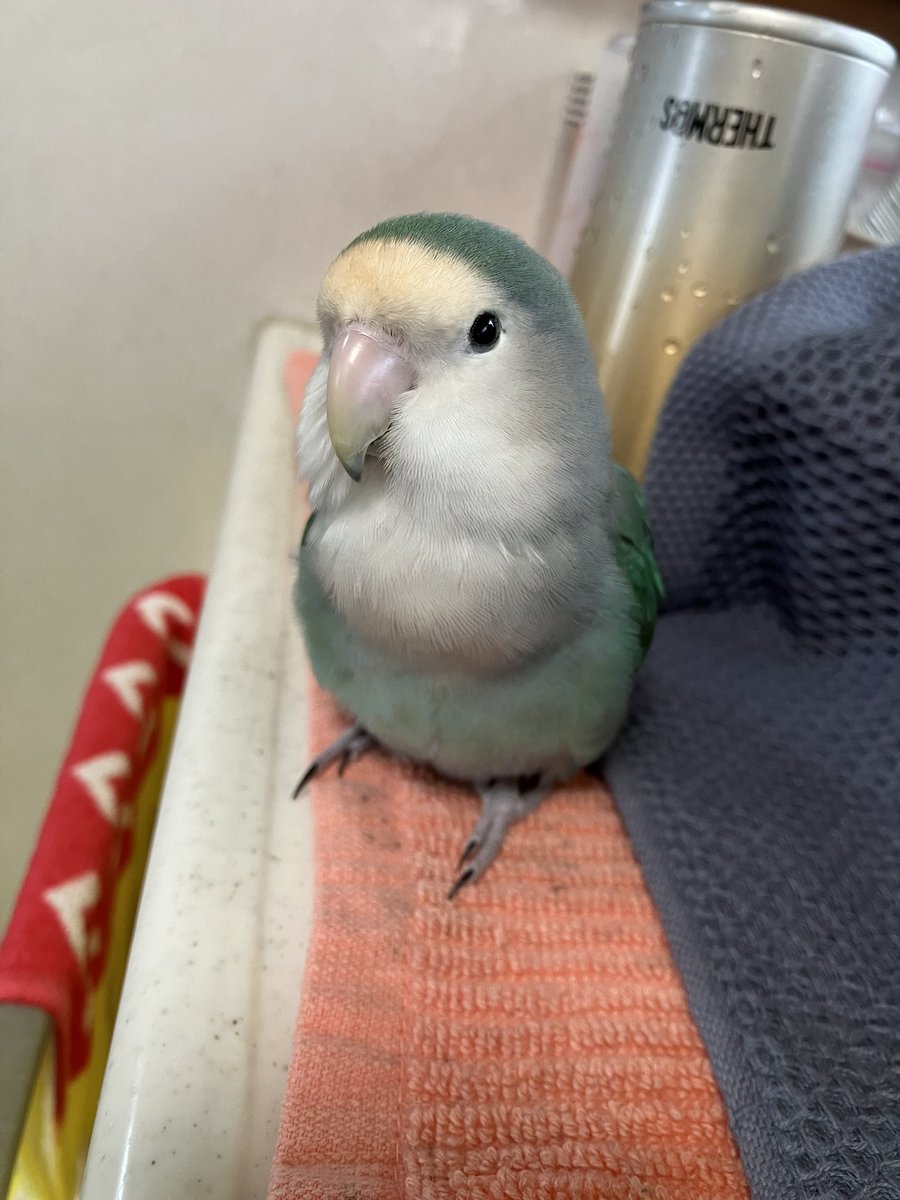 コザクラインコ