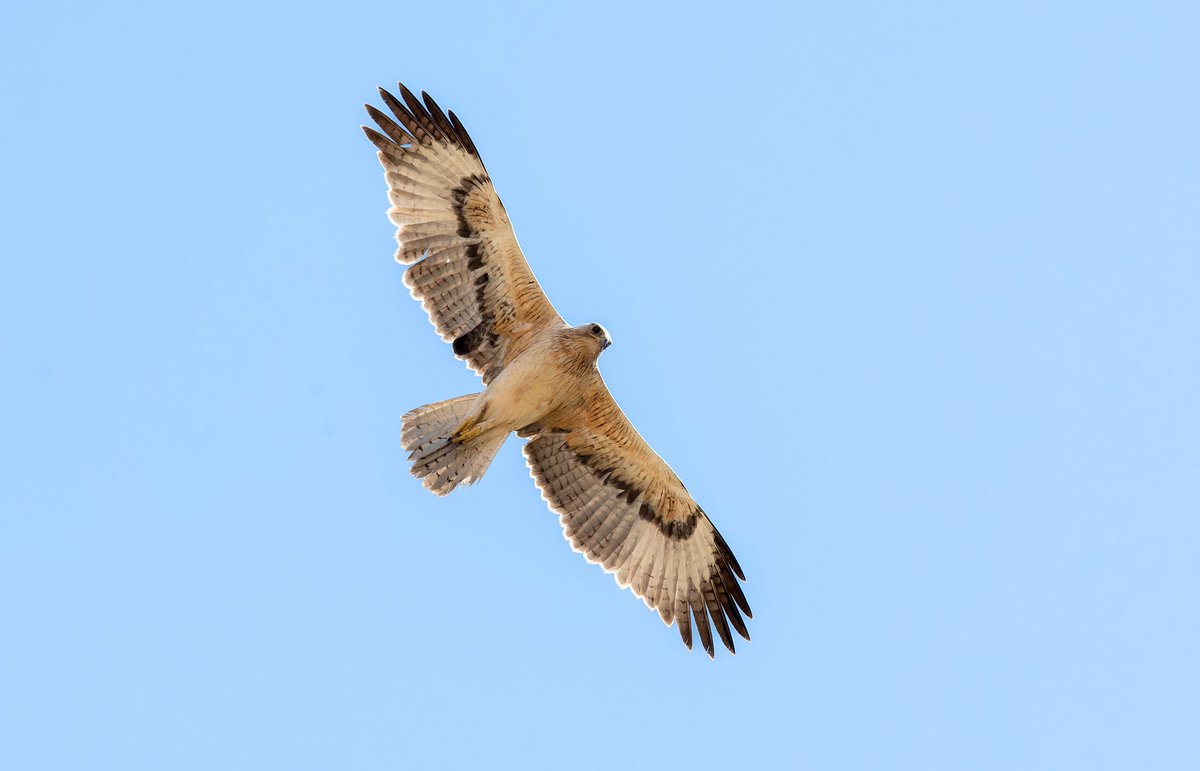 This imm Bonelli’s Eagle came to check out our picnic lunch the other day. A relatively common species in the Dhofar region…
#birds #birding  #omanbirding #Oman #BirdsSeenIn2025