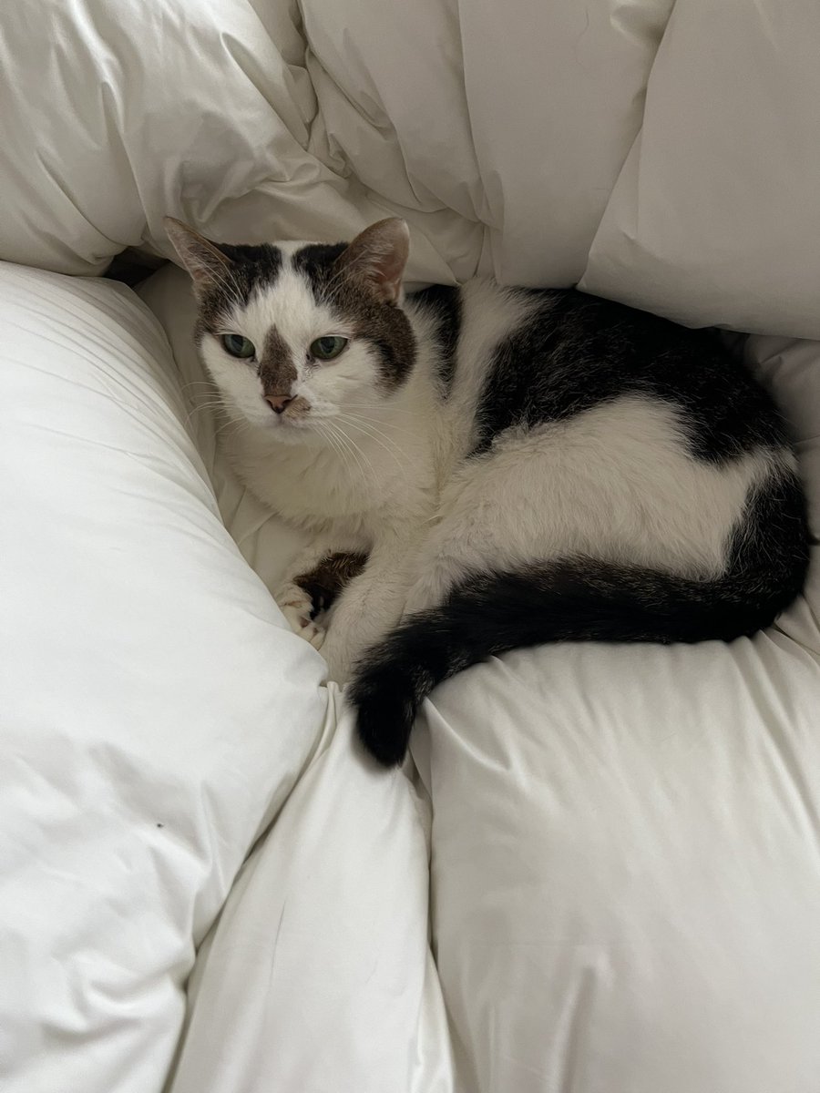 アニャンダ(アマンダ)お嬢様と呼ばれて2023