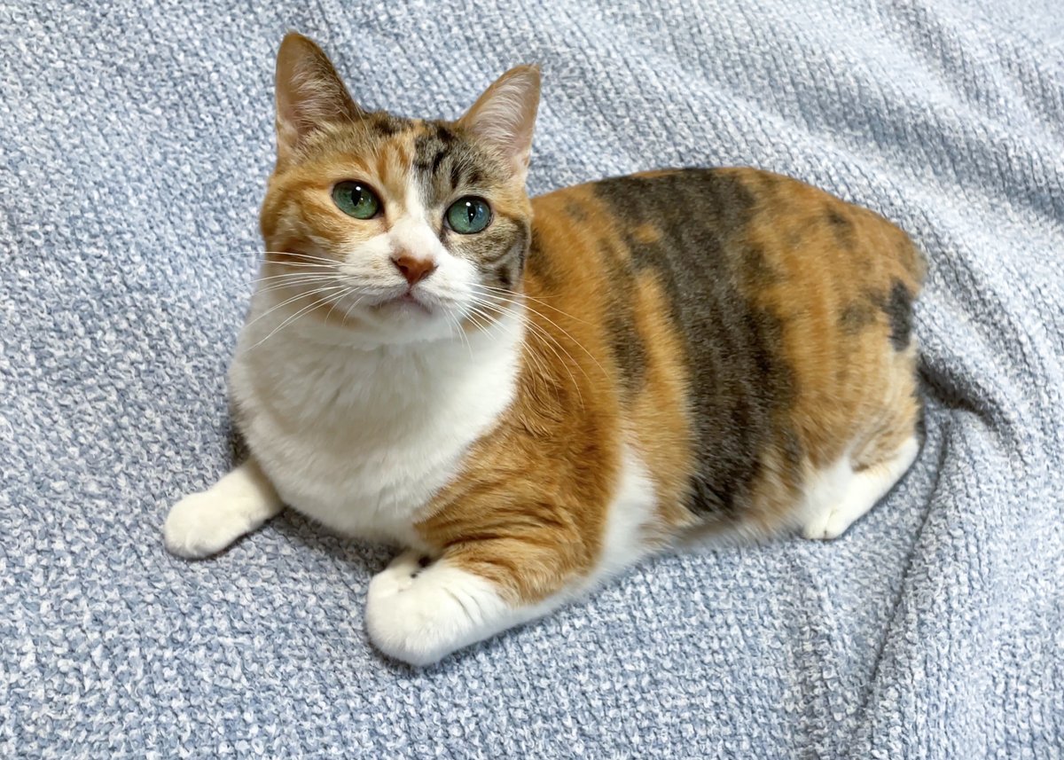 sobun_nekomanga's tweet image. 3ページ猫漫画「より道」