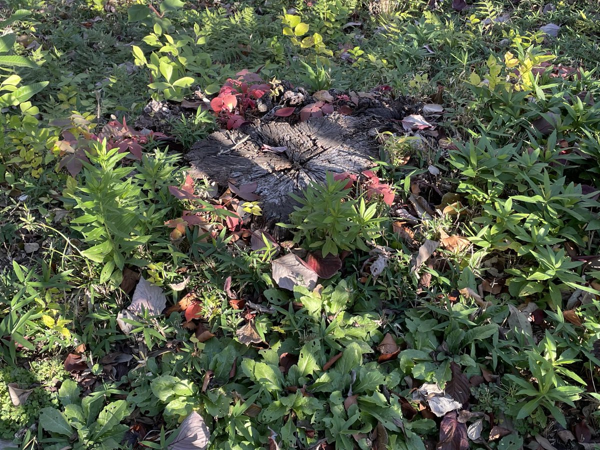 ORGANIC_JIDAI's tweet image. おとぎの国へと